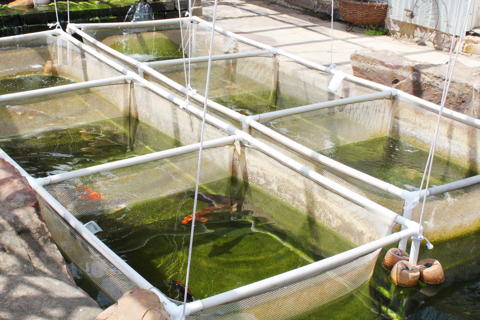biofloc fish farming