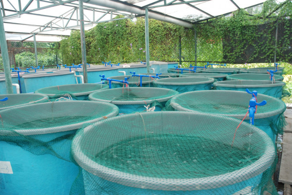 Probiotics in aquaculture