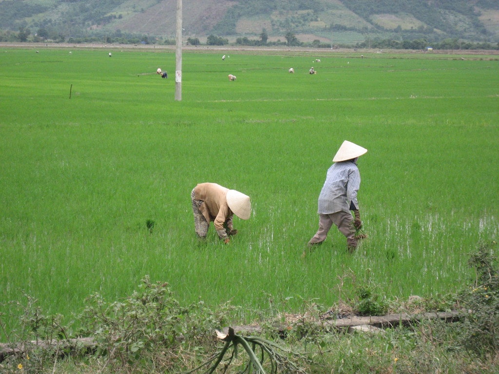 Rice Production in Malaysia