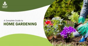 A complete guide to home gardening