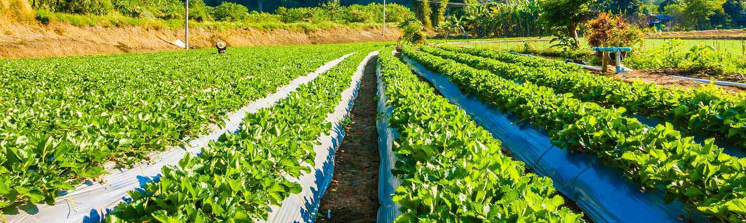 सेंद्रिय शेती - सुद्रुढ शेतीचा खरा मार्ग