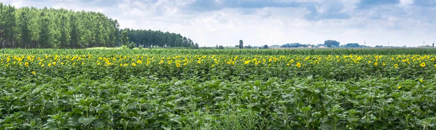 Kaanekaragaman Hayati - Kado Alam