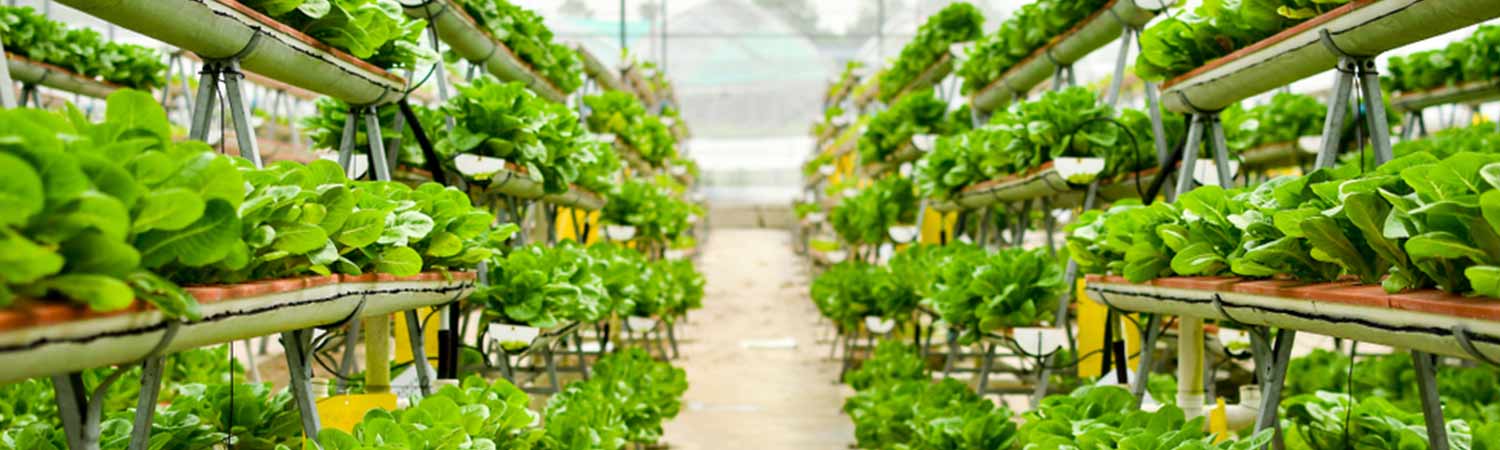 Хиймэл гэрлийн дор ургасан өтгөн ногоон шанцайны ургамал бүхий босоо гидропоник фермийн урт хонгилоор доош харагдах байдал.