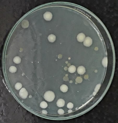 microbial sample