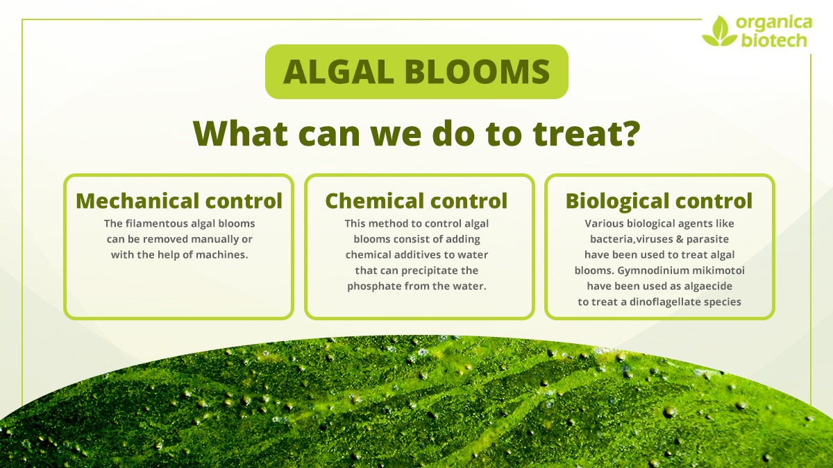 Algal bloom treatment