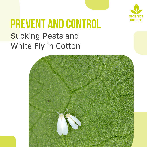prevent-and-control-sucking-pests-and-white-fly-in-cotton